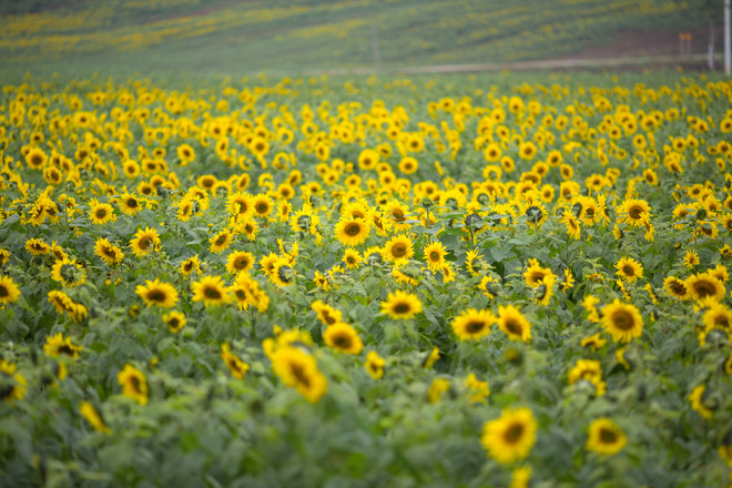 Khám phá cánh đồng hoa hướng dương lớn nhất Việt Nam ảnh 4