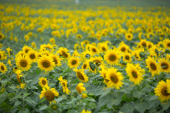 Khám phá cánh đồng hoa hướng dương lớn nhất Việt Nam ảnh 5