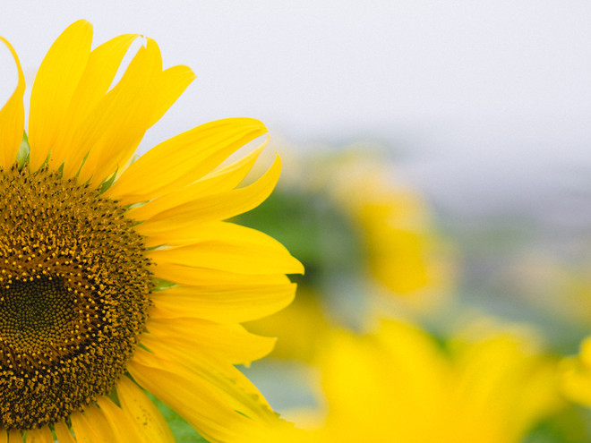 Khám phá cánh đồng hoa hướng dương lớn nhất Việt Nam ảnh 3