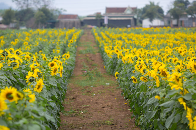 Khám phá cánh đồng hoa hướng dương lớn nhất Việt Nam ảnh 10