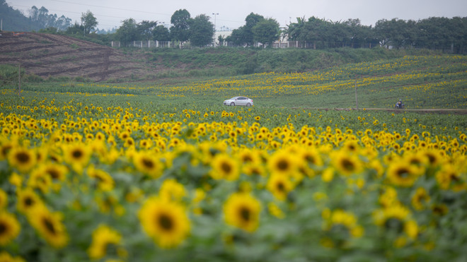 Khám phá cánh đồng hoa hướng dương lớn nhất Việt Nam ảnh 7