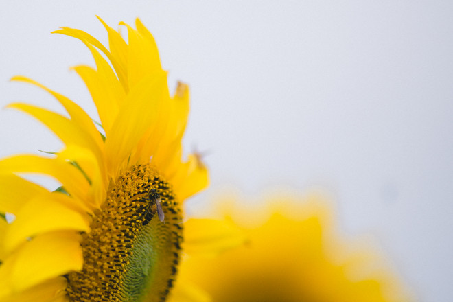 Khám phá cánh đồng hoa hướng dương lớn nhất Việt Nam ảnh 12