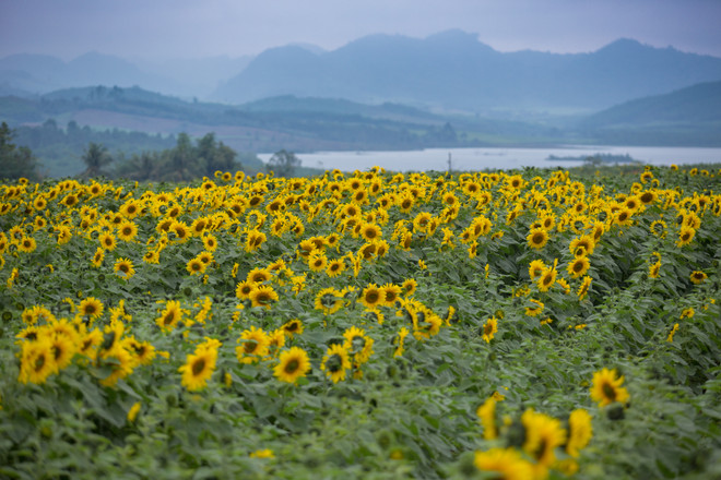 Khám phá cánh đồng hoa hướng dương lớn nhất Việt Nam ảnh 2