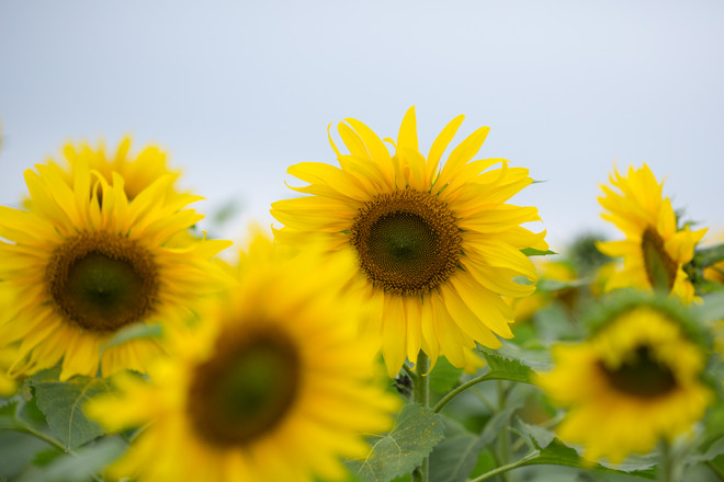 Khám phá cánh đồng hoa hướng dương lớn nhất Việt Nam ảnh 6