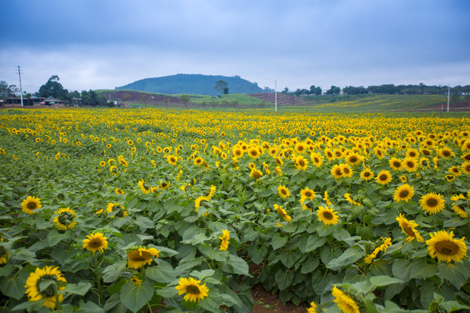 Khám phá cánh đồng hoa hướng dương lớn nhất Việt Nam ảnh 1