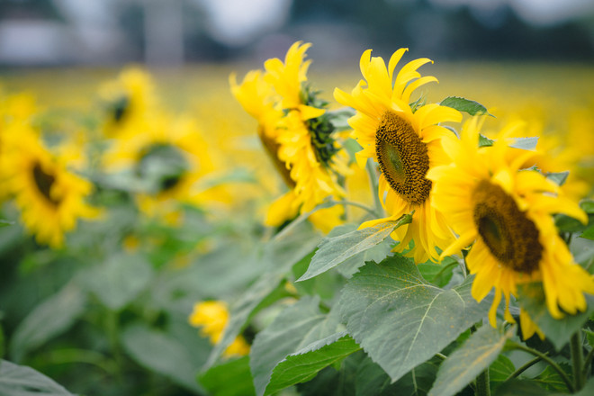 Khám phá cánh đồng hoa hướng dương lớn nhất Việt Nam ảnh 11