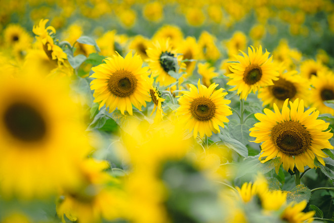 Khám phá cánh đồng hoa hướng dương lớn nhất Việt Nam ảnh 15