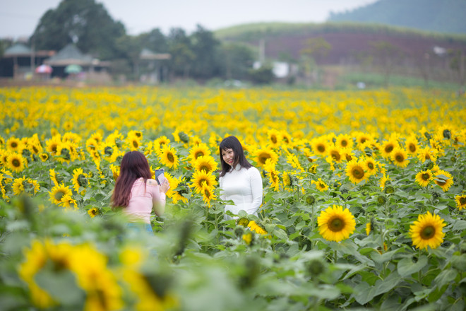 Khám phá cánh đồng hoa hướng dương lớn nhất Việt Nam ảnh 8