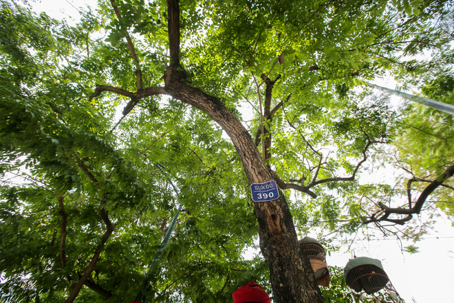 Cận cảnh hàng sưa đỏ trước ngày di dời để xây ga ngầm Metro ảnh 5