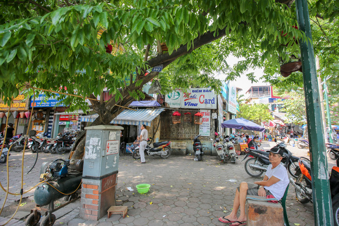 Cận cảnh hàng sưa đỏ trước ngày di dời để xây ga ngầm Metro ảnh 9