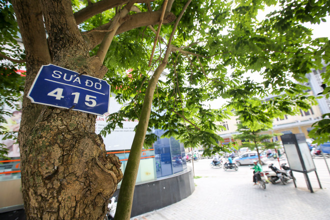 Cận cảnh hàng sưa đỏ trước ngày di dời để xây ga ngầm Metro ảnh 2