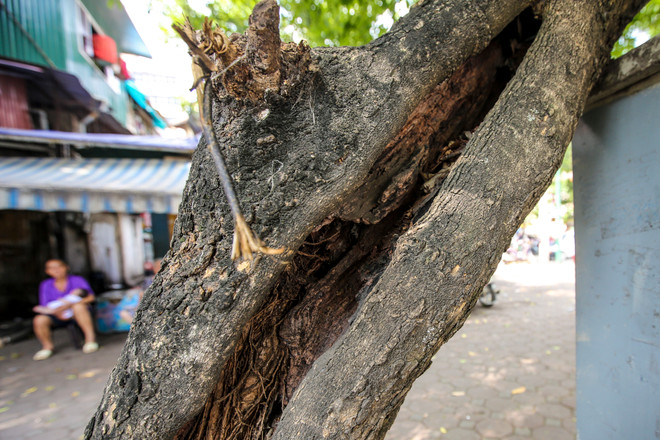 Cận cảnh hàng sưa đỏ trước ngày di dời để xây ga ngầm Metro ảnh 6