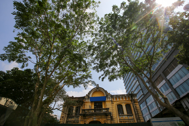 Cận cảnh hàng sưa đỏ trước ngày di dời để xây ga ngầm Metro ảnh 8