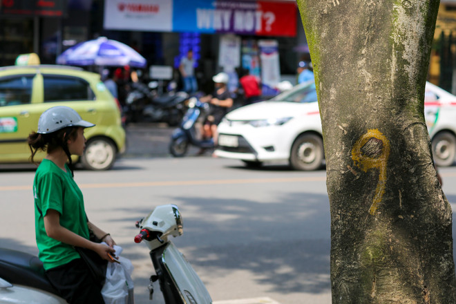 Cận cảnh hàng sưa đỏ trước ngày di dời để xây ga ngầm Metro ảnh 7