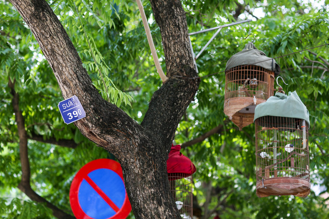 Cận cảnh hàng sưa đỏ trước ngày di dời để xây ga ngầm Metro ảnh 4
