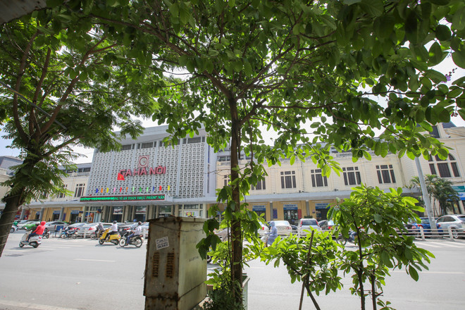 Cận cảnh hàng sưa đỏ trước ngày di dời để xây ga ngầm Metro ảnh 11