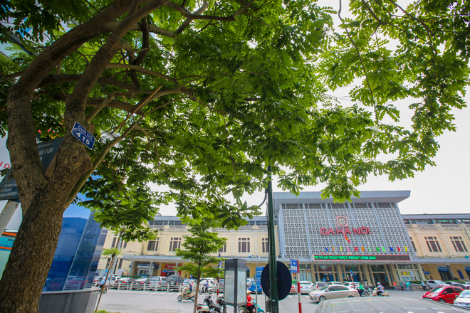 Cận cảnh hàng sưa đỏ trước ngày di dời để xây ga ngầm Metro ảnh 1