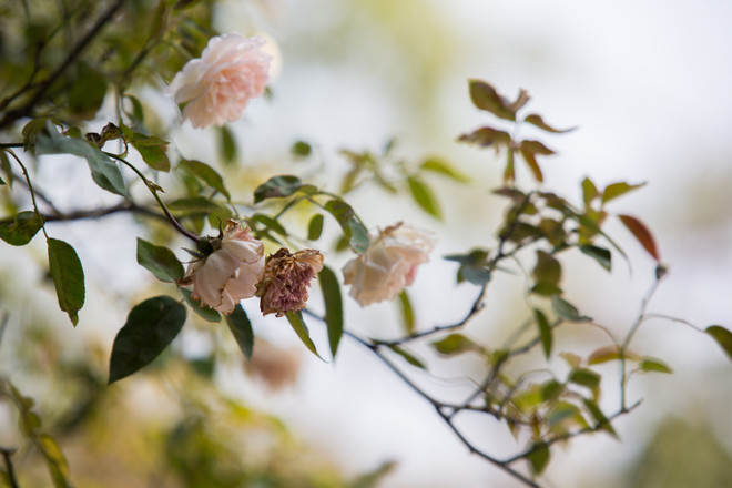 Du khách thất vọng vì hoa héo quắt ở lễ hội Hoa hồng Bulgaria ảnh 9