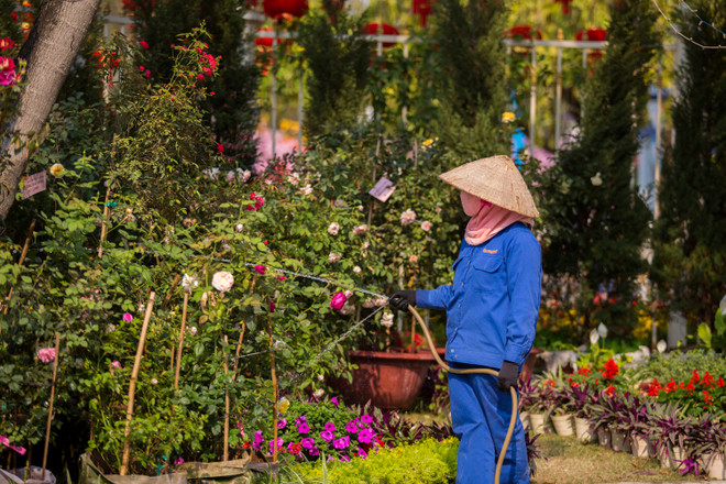 Du khách thất vọng vì hoa héo quắt ở lễ hội Hoa hồng Bulgaria ảnh 7