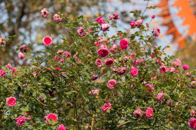 Du khách thất vọng vì hoa héo quắt ở lễ hội Hoa hồng Bulgaria ảnh 13