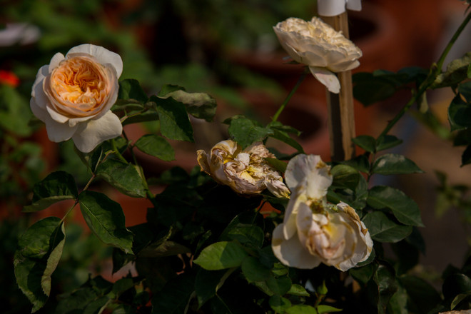 Du khách thất vọng vì hoa héo quắt ở lễ hội Hoa hồng Bulgaria ảnh 12