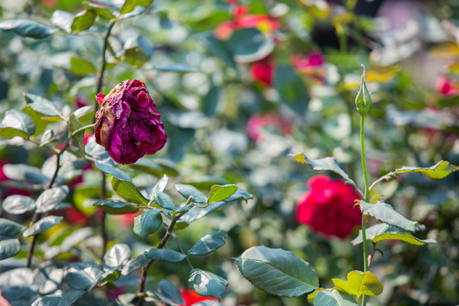 Du khách thất vọng vì hoa héo quắt ở lễ hội Hoa hồng Bulgaria ảnh 2