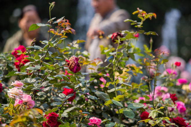 Du khách thất vọng vì hoa héo quắt ở lễ hội Hoa hồng Bulgaria ảnh 8