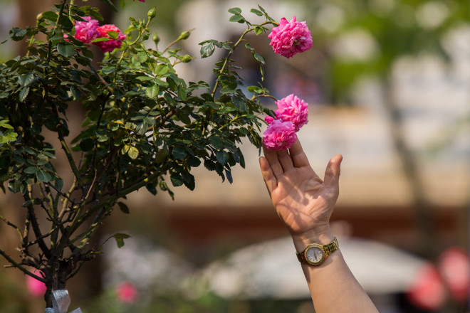 Du khách thất vọng vì hoa héo quắt ở lễ hội Hoa hồng Bulgaria ảnh 11