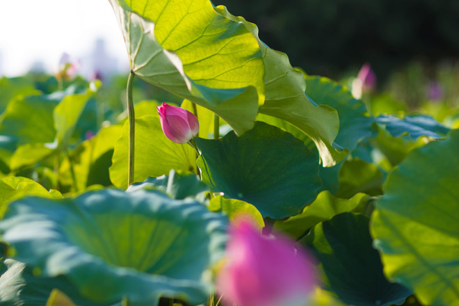 Đắm mình trong sắc sen Hồ Tây những ngày vào hạ ảnh 9