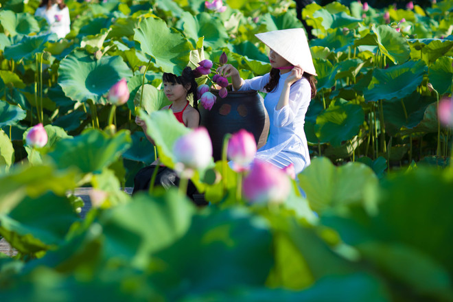 Đắm mình trong sắc sen Hồ Tây những ngày vào hạ ảnh 8