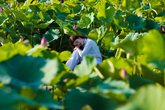 Đắm mình trong sắc sen Hồ Tây những ngày vào hạ ảnh 7