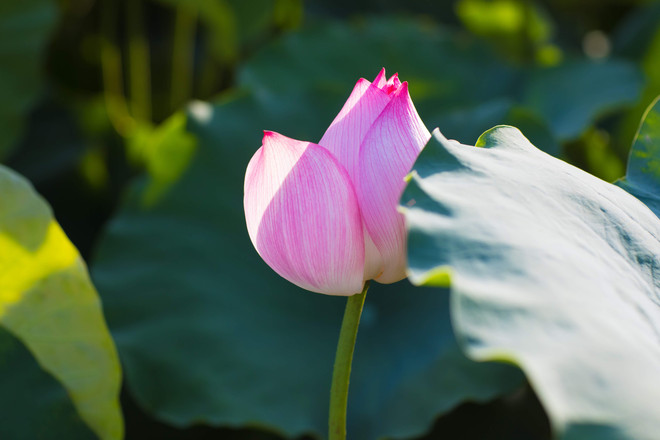 Đắm mình trong sắc sen Hồ Tây những ngày vào hạ ảnh 4