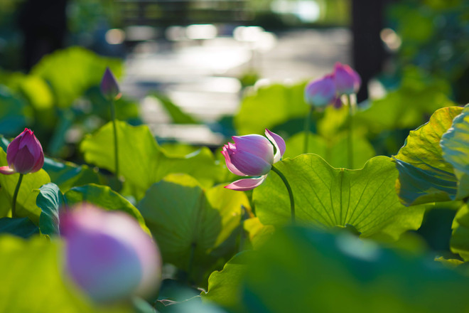 Đắm mình trong sắc sen Hồ Tây những ngày vào hạ ảnh 1