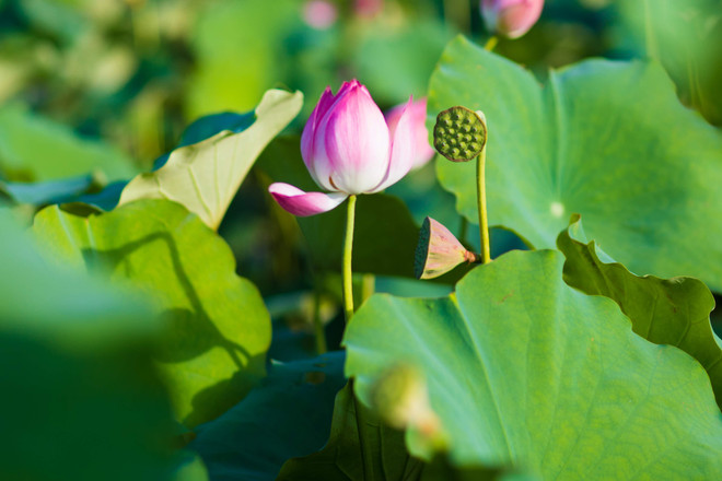 Đắm mình trong sắc sen Hồ Tây những ngày vào hạ ảnh 12