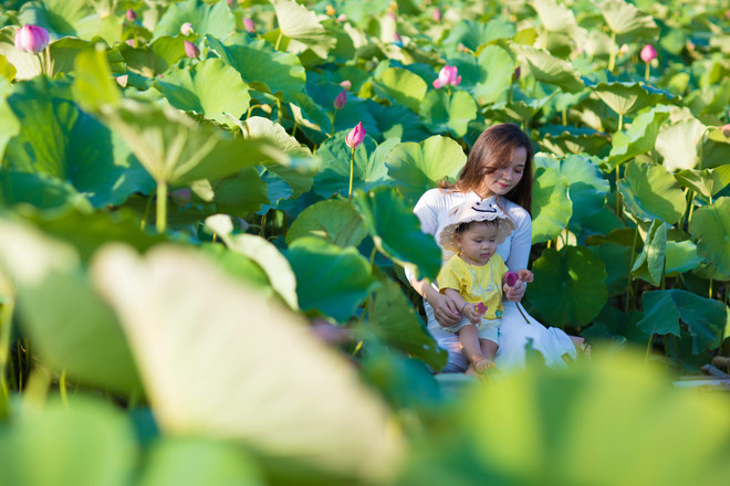 Đắm mình trong sắc sen Hồ Tây những ngày vào hạ ảnh 18