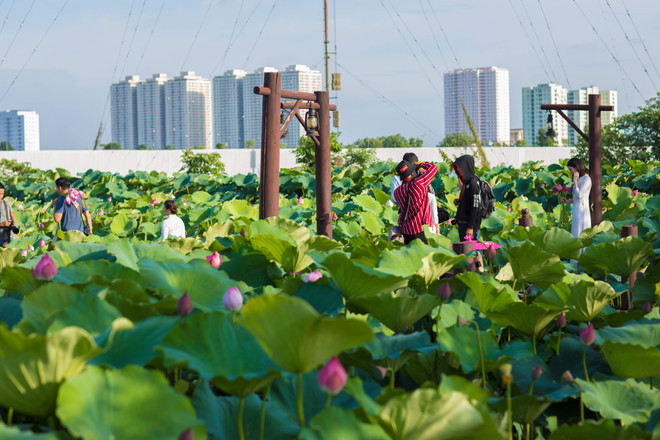 Đắm mình trong sắc sen Hồ Tây những ngày vào hạ ảnh 2