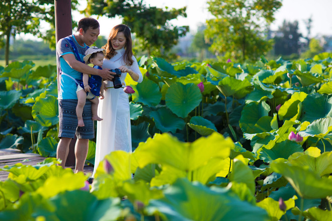 Đắm mình trong sắc sen Hồ Tây những ngày vào hạ ảnh 15