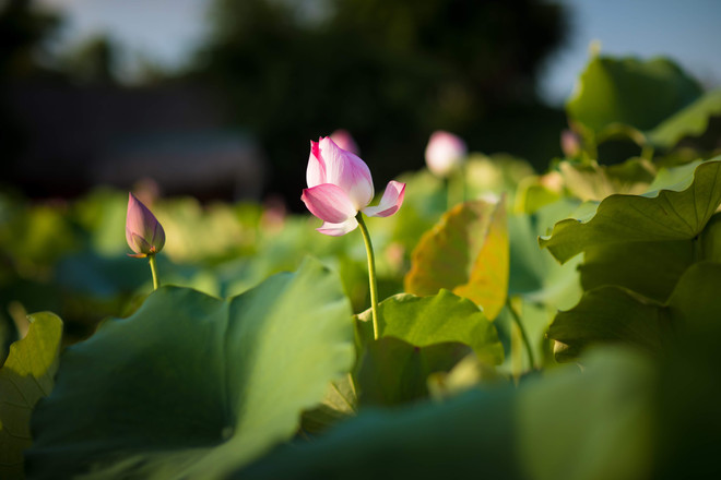 Đắm mình trong sắc sen Hồ Tây những ngày vào hạ ảnh 16