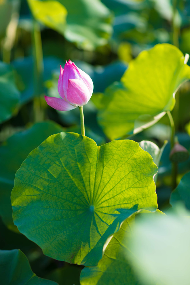 Đắm mình trong sắc sen Hồ Tây những ngày vào hạ ảnh 17