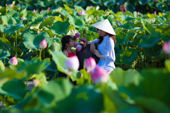 Đắm mình trong sắc sen Hồ Tây những ngày vào hạ ảnh 11