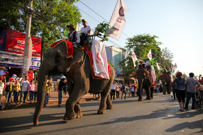 Đàn voi Tây Nguyên tham gia diễu hành lễ hội đường phố Buôn Ma Thuột ảnh 2