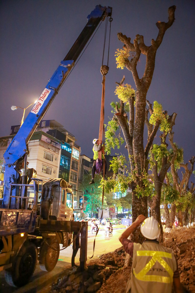 Trắng đêm di dời những cây xà cừ bên đường Kim Mã ra khỏi Hà Nội ảnh 5