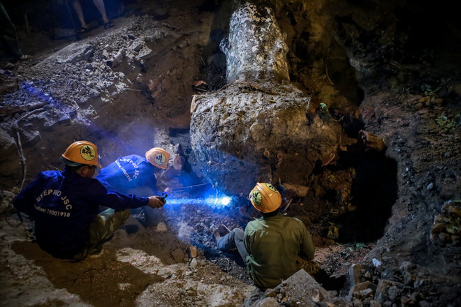 Trắng đêm di dời những cây xà cừ bên đường Kim Mã ra khỏi Hà Nội ảnh 1