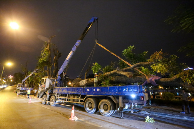Trắng đêm di dời những cây xà cừ bên đường Kim Mã ra khỏi Hà Nội ảnh 14