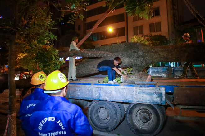 Trắng đêm di dời những cây xà cừ bên đường Kim Mã ra khỏi Hà Nội ảnh 12