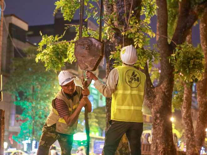 Trắng đêm di dời những cây xà cừ bên đường Kim Mã ra khỏi Hà Nội ảnh 4