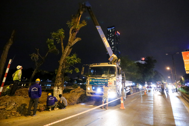 Trắng đêm di dời những cây xà cừ bên đường Kim Mã ra khỏi Hà Nội ảnh 2