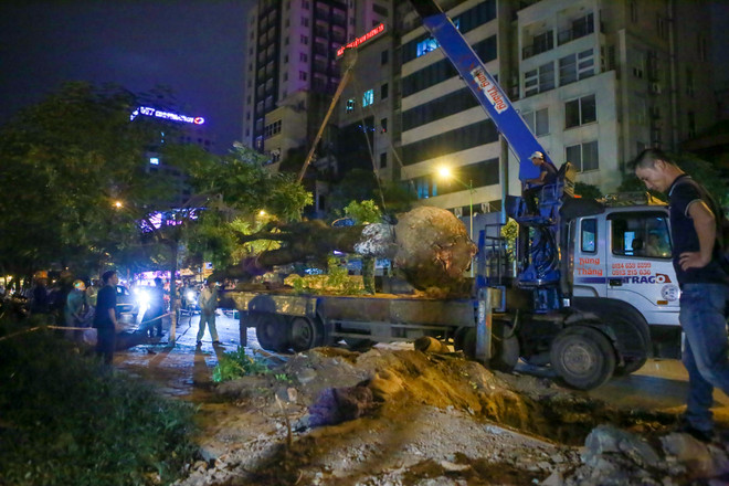 Trắng đêm di dời những cây xà cừ bên đường Kim Mã ra khỏi Hà Nội ảnh 13