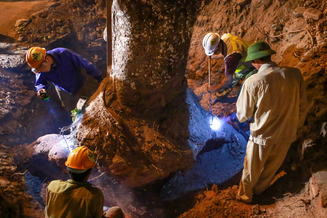 Trắng đêm di dời những cây xà cừ bên đường Kim Mã ra khỏi Hà Nội ảnh 8