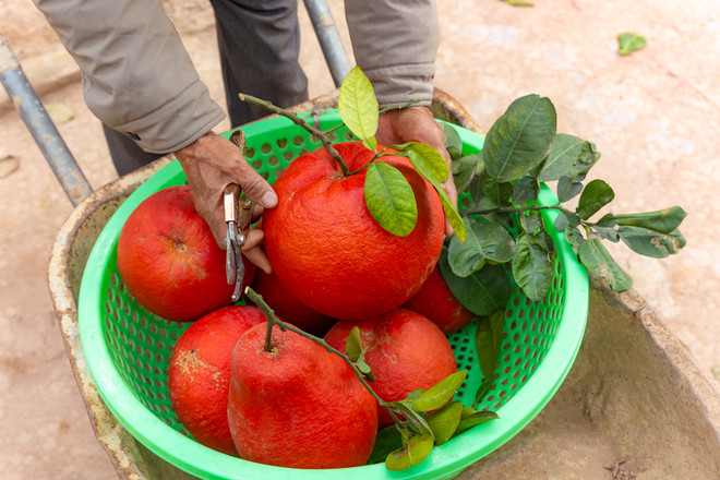 vnp_lang trong buoi do 6.jpg